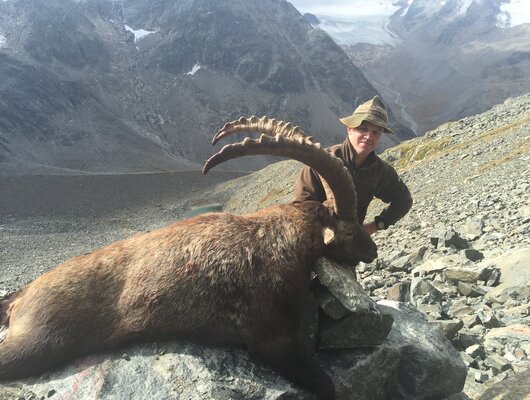 Steinbock Jagd Steinbock Jagd